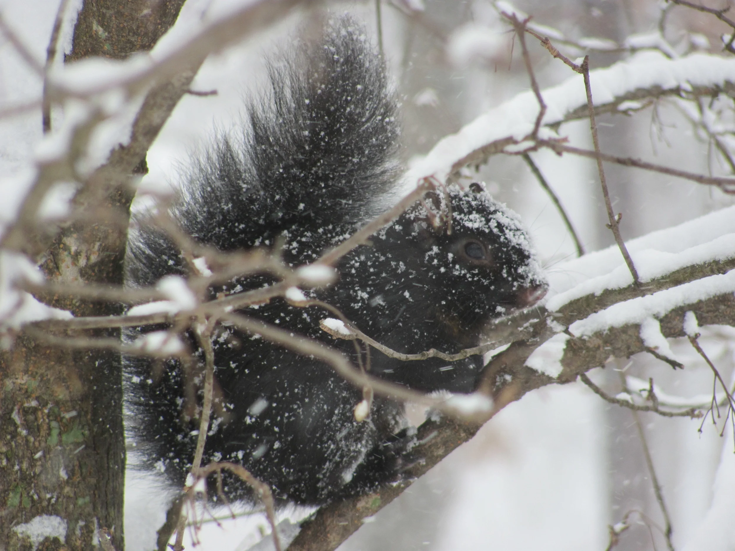...and this frozen squirrel