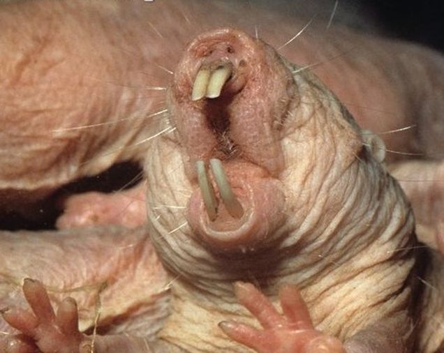 Ear Structures Of The Naked Mole