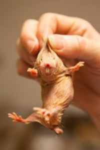 Dr Chris G Faulkes holds a test subject/friend. Photo: Antonio Olmos