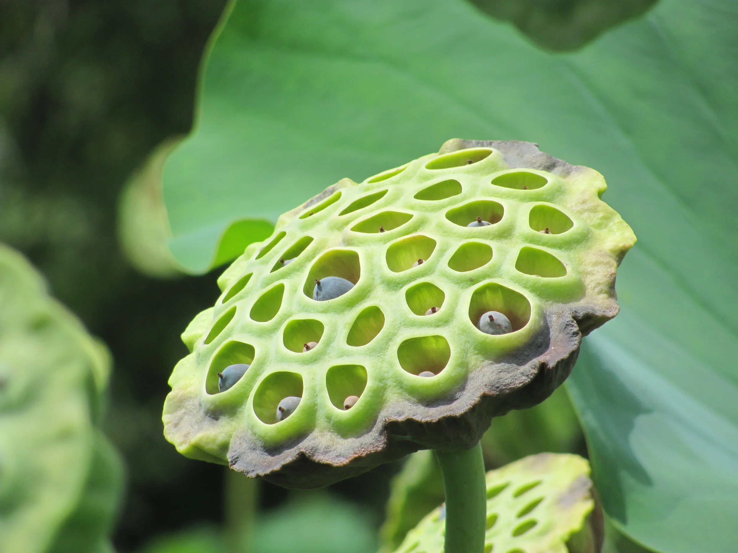 Some folks call these little spheres "seeds," but some call them "nutlets," which is the best term since "niblets," which itself, was only second to "bumfuzzle." Anyhoo, sometimes the nutlets are ground up and made into the filling for Chinese mooncakes . So add that to your rainy day must-do list. 