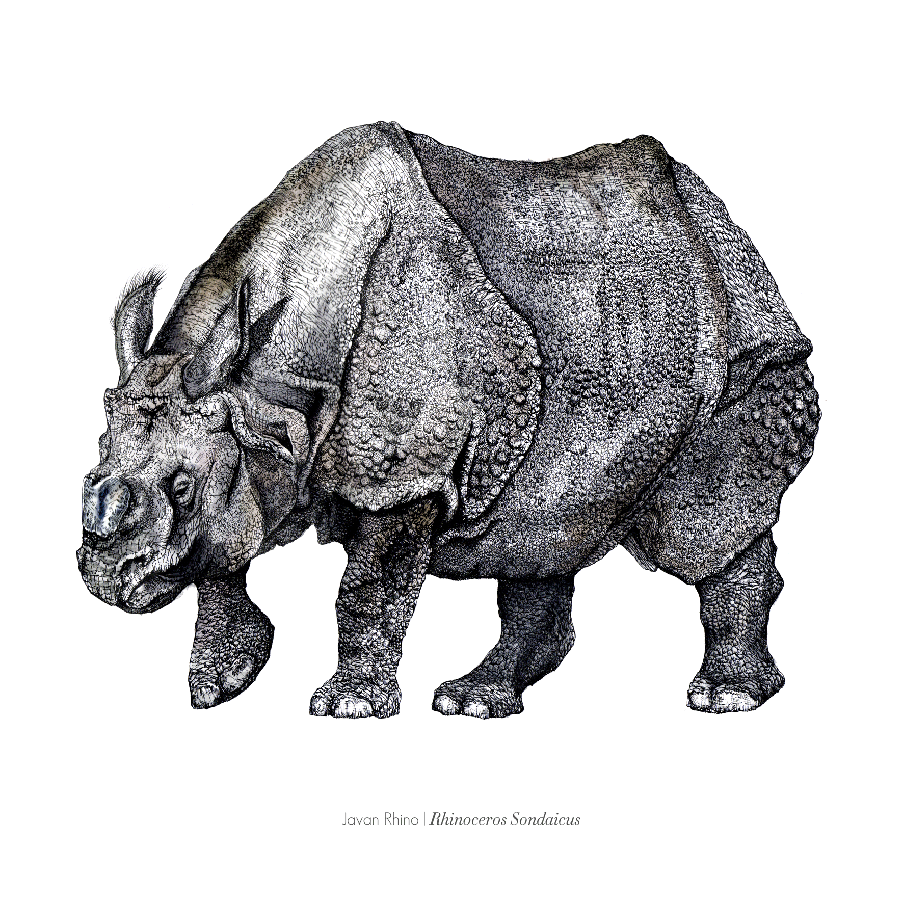 Javan Rhino