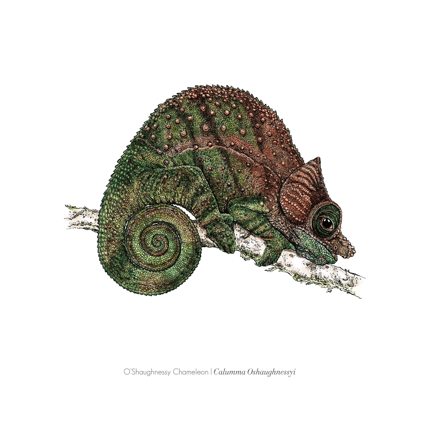 O'Shaughnessy Chameleon