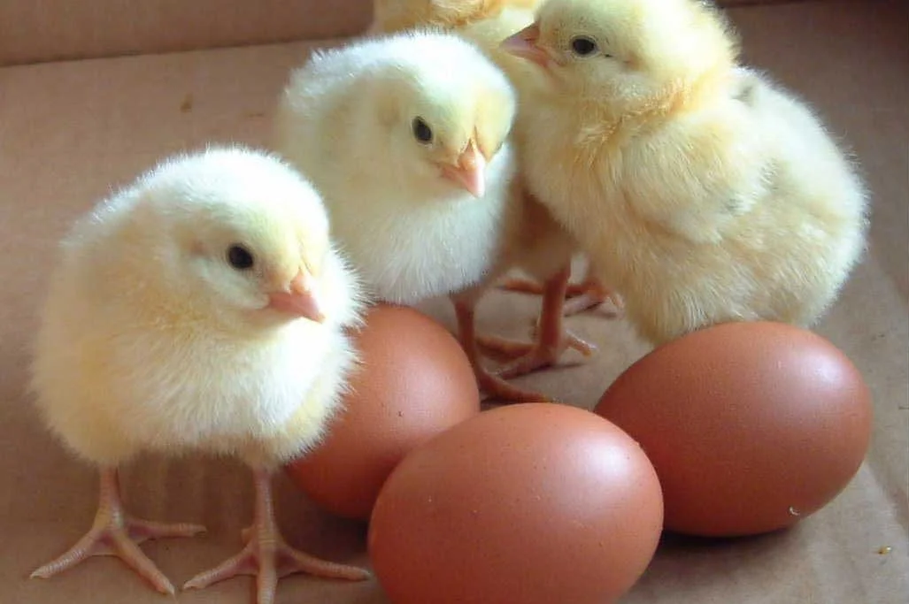 What Comes First: The Chicken, the Egg, or Trust?