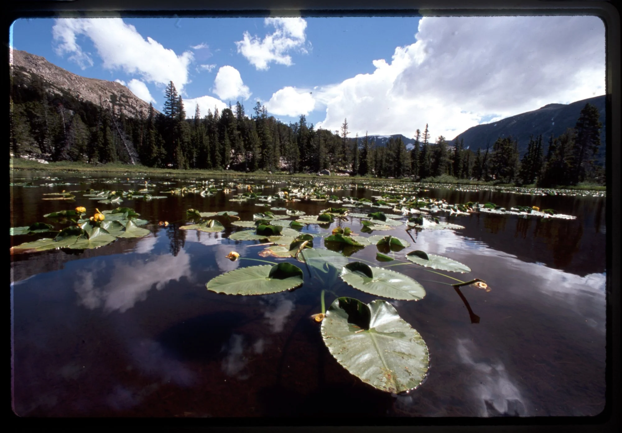 TRAY_##_1995_FRAME_08_CAPTION.jpg