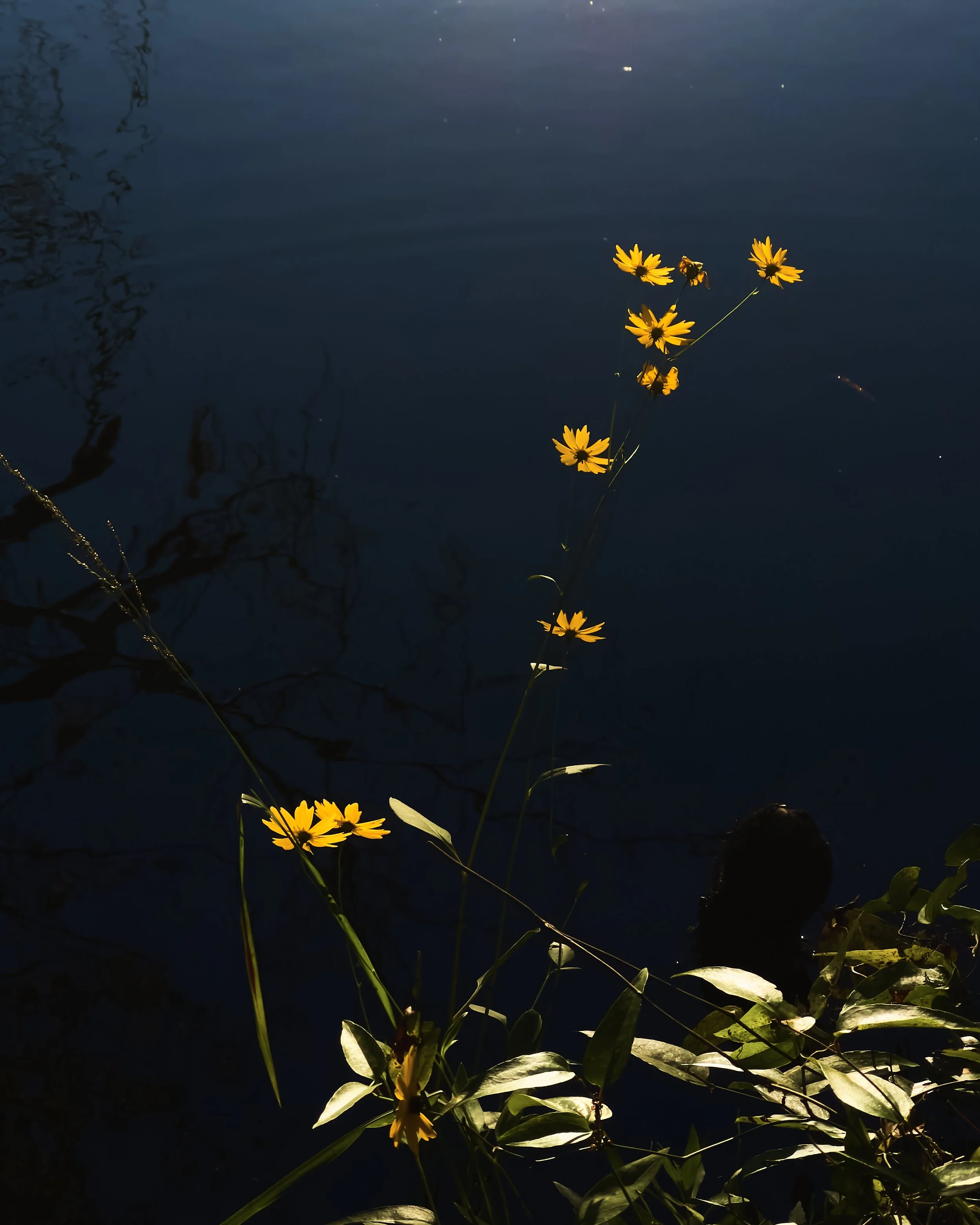 20211020_iPhone13ProMax_NC_Flowers_001.jpg