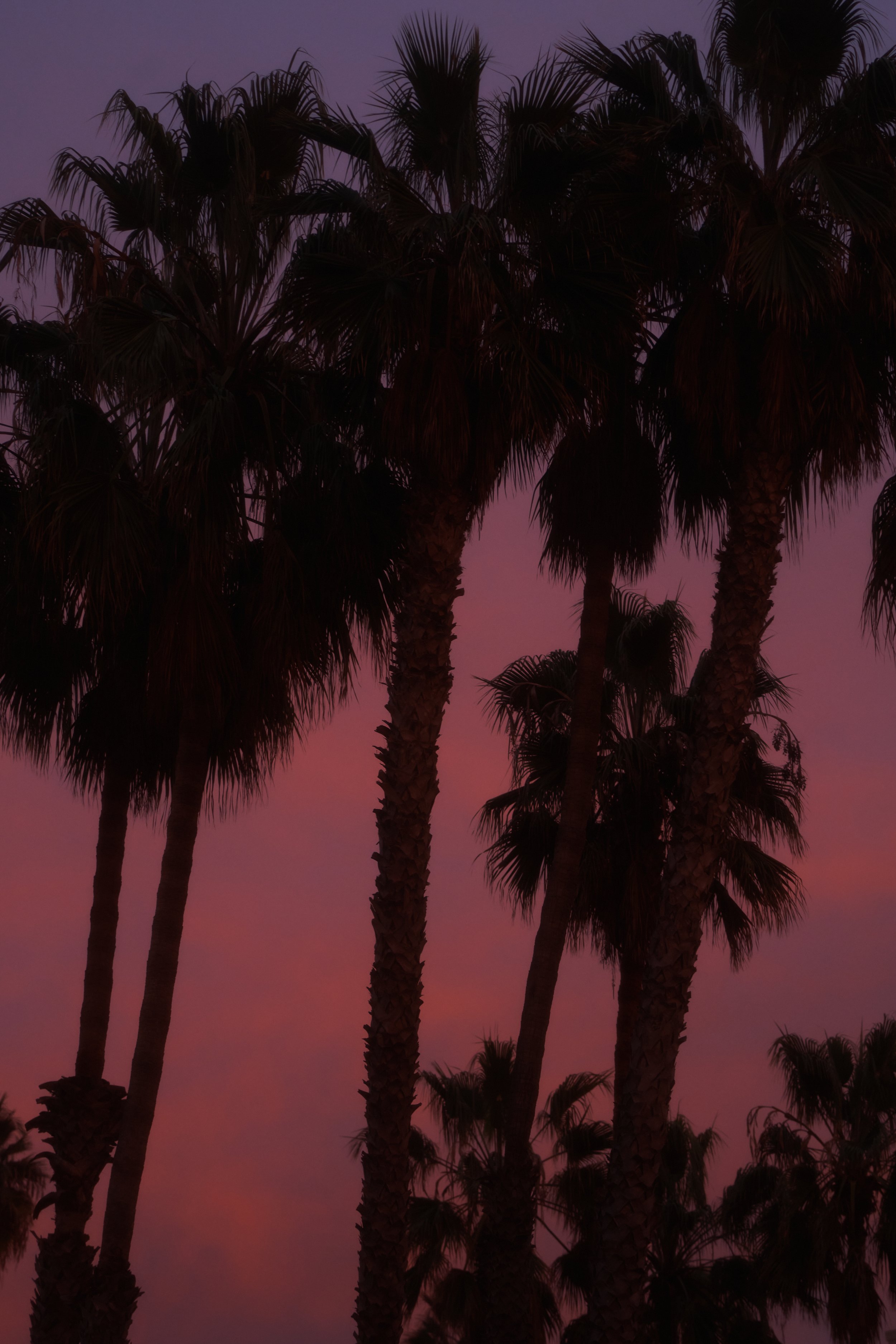 20181209_A7rIII_LA_0188.jpg