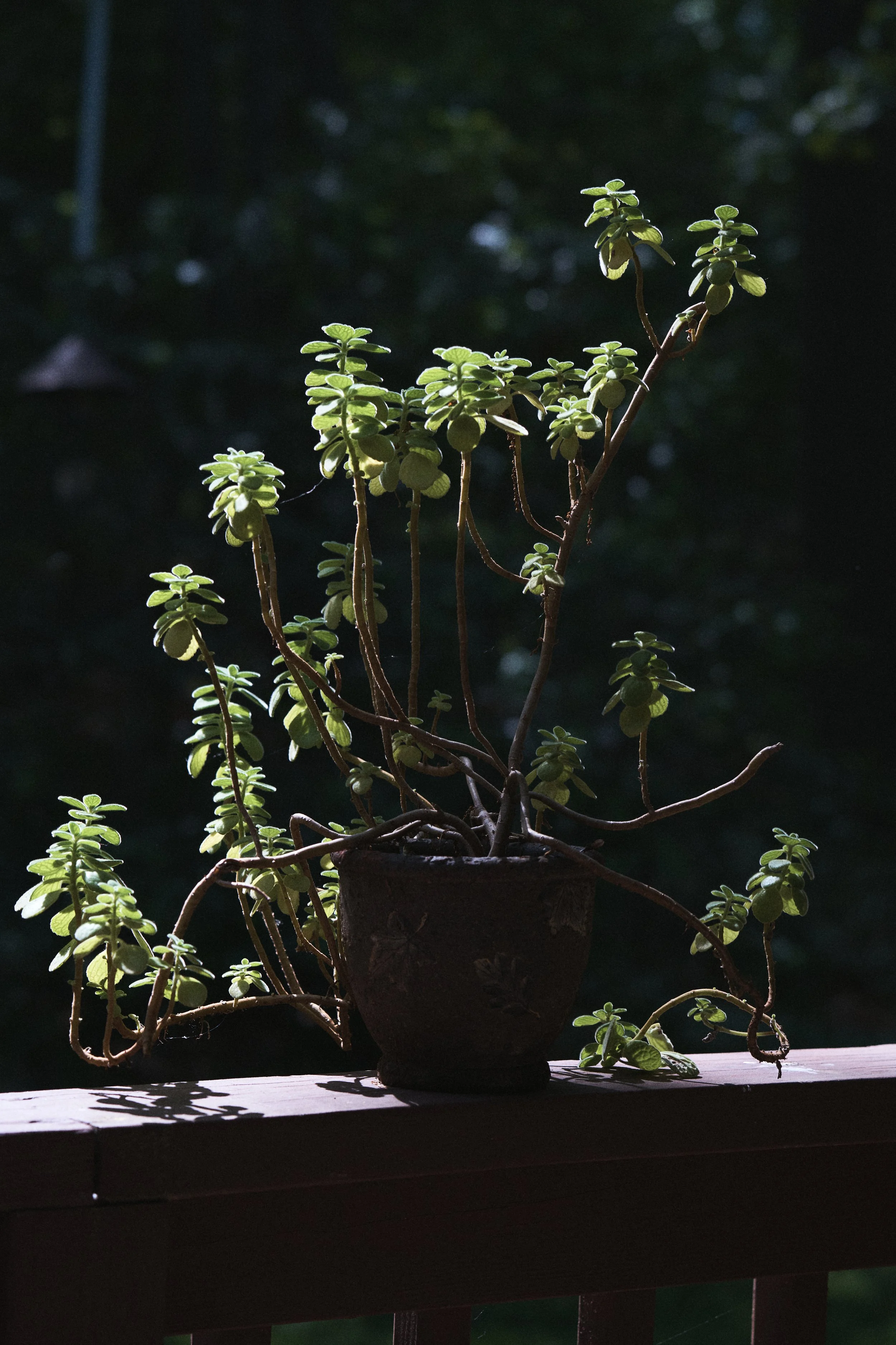 20190615_A7rIII_CT_005.jpg