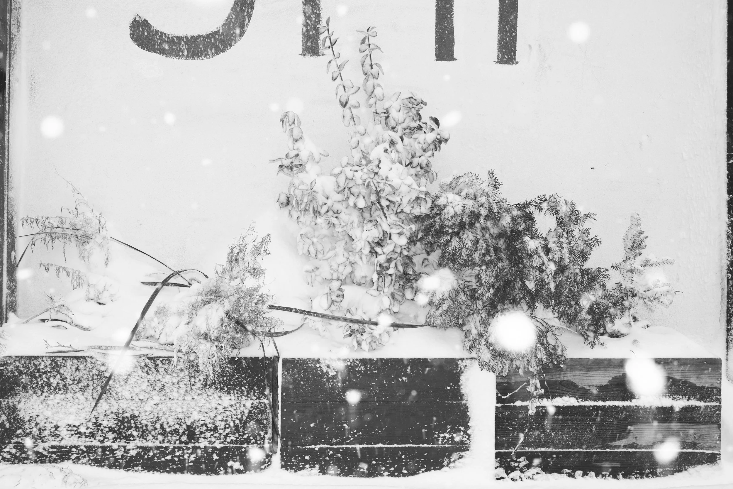 20260223_Q2_ BLIZZARD SNOW _0082.jpg