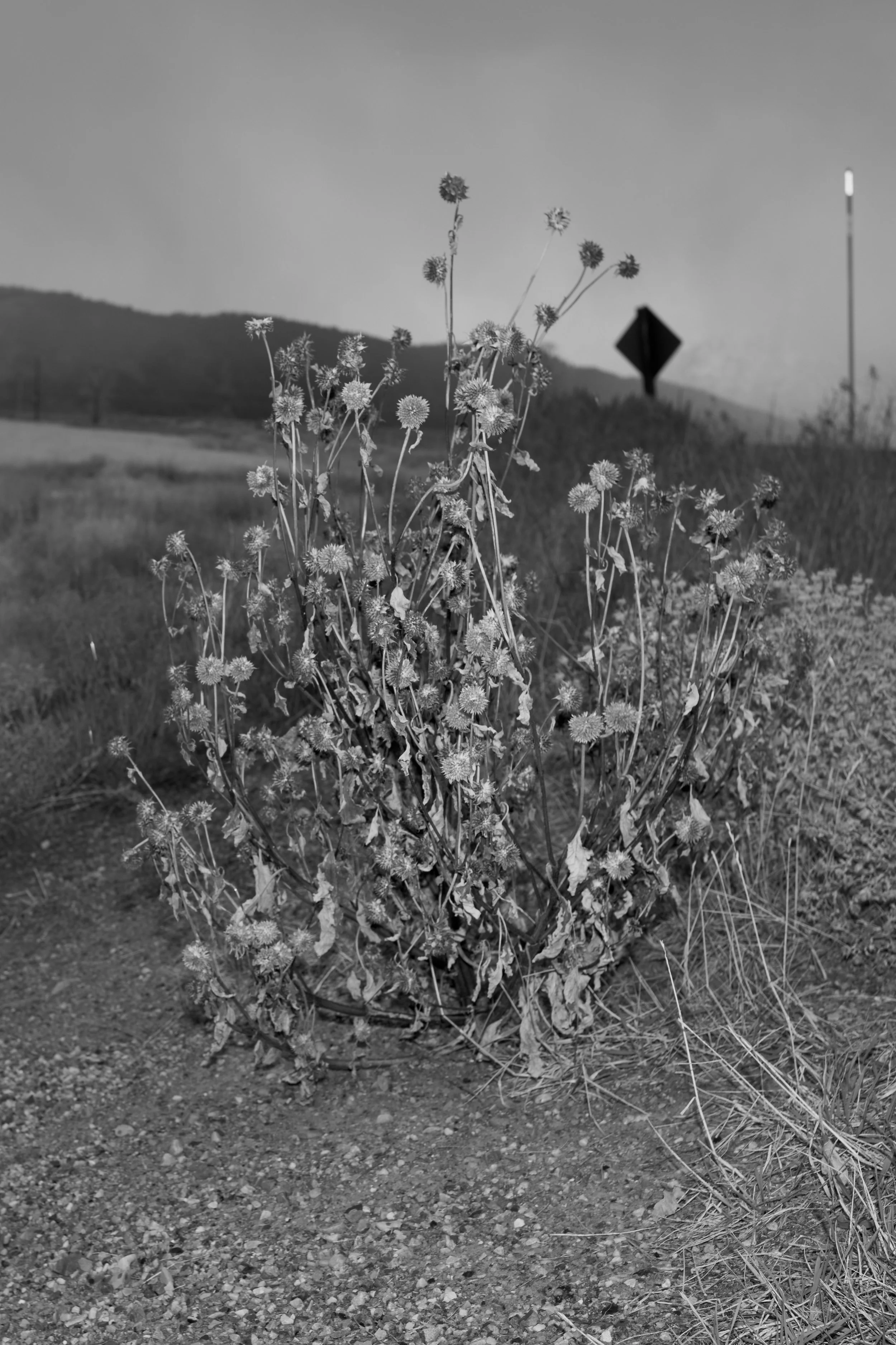 20251106_M10monochrom_Wyoming_0131.jpg