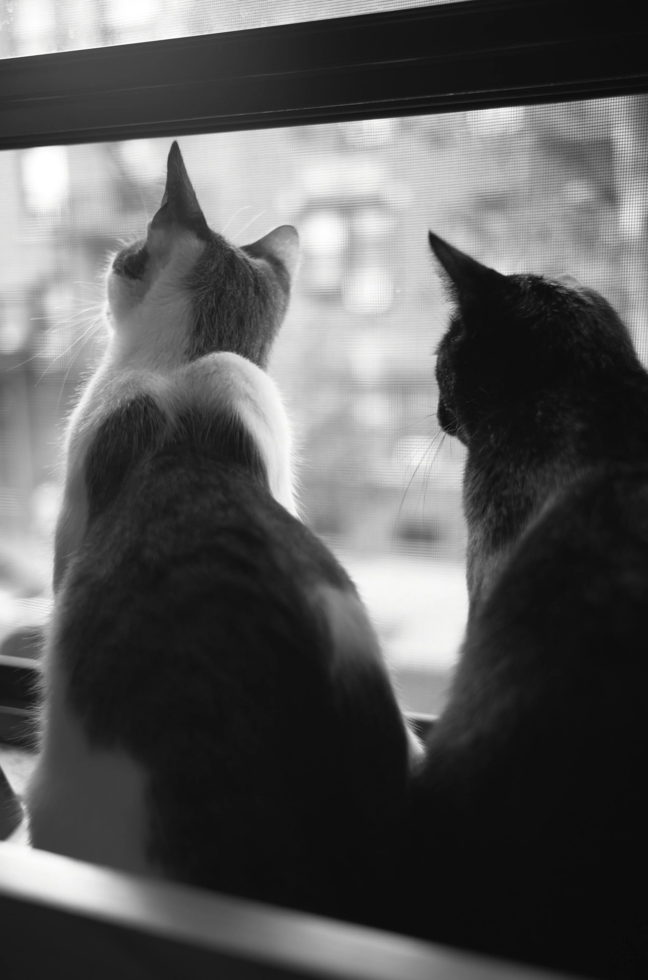 20250926_M10monochrom_Astoria Cats_0013.jpg