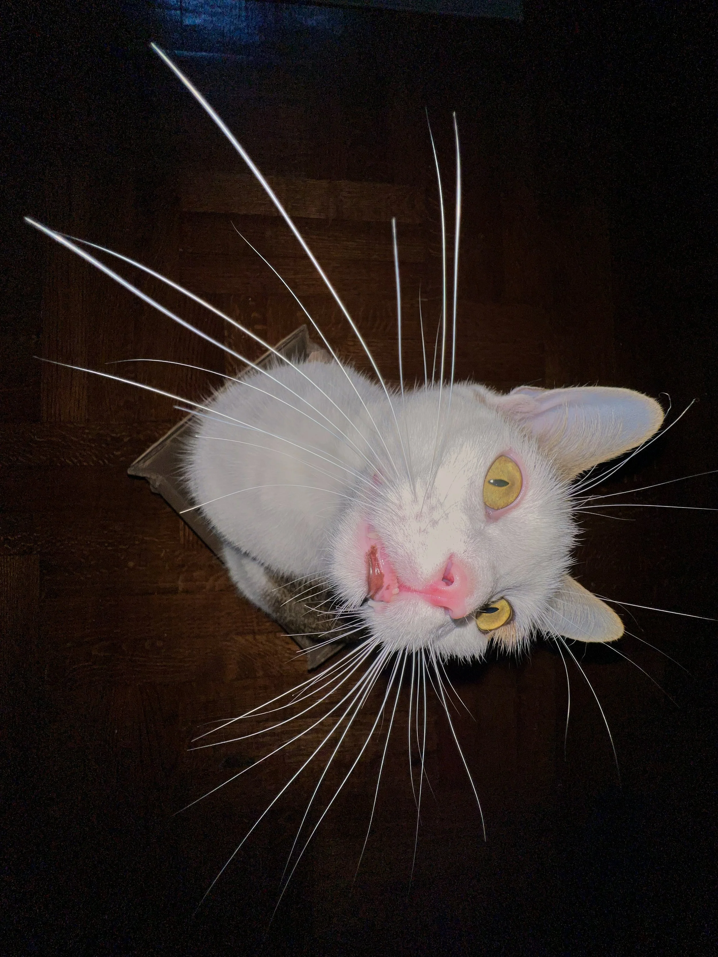 20220519_iPhone13ProMax_Grayson Whiskers.jpg