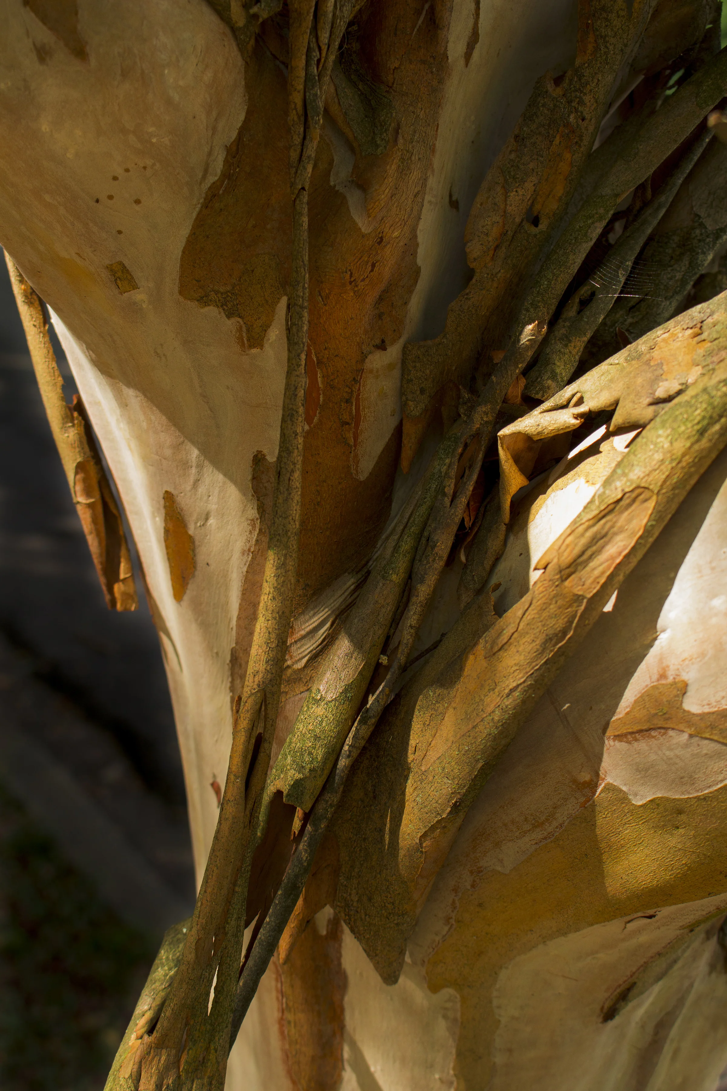 BlytheDevlin_Crepe Myrtles-205.jpg