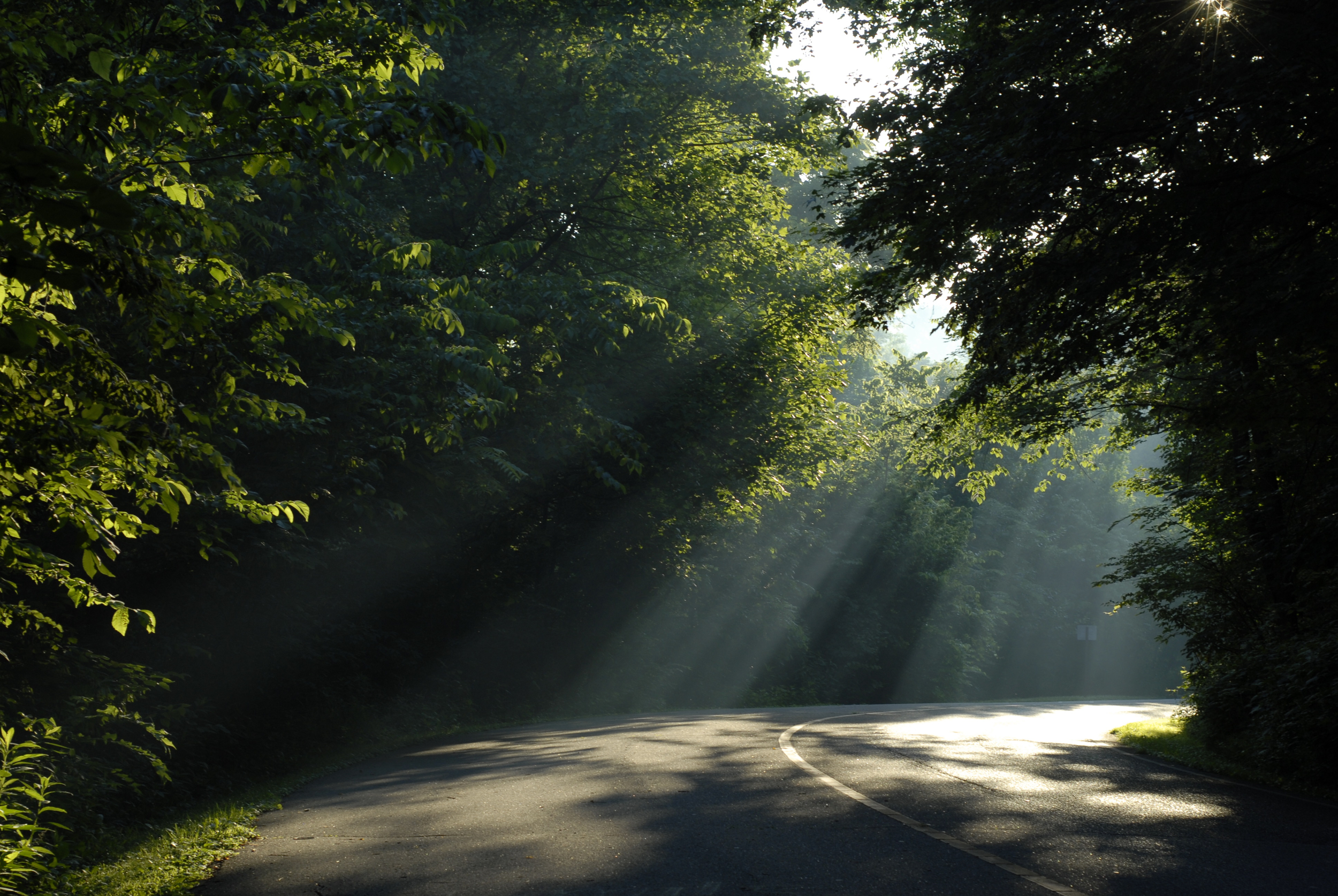 Morning in Louisville's Cherokee Park. 