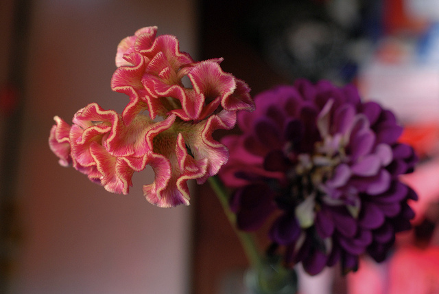 More farmers' market flowers