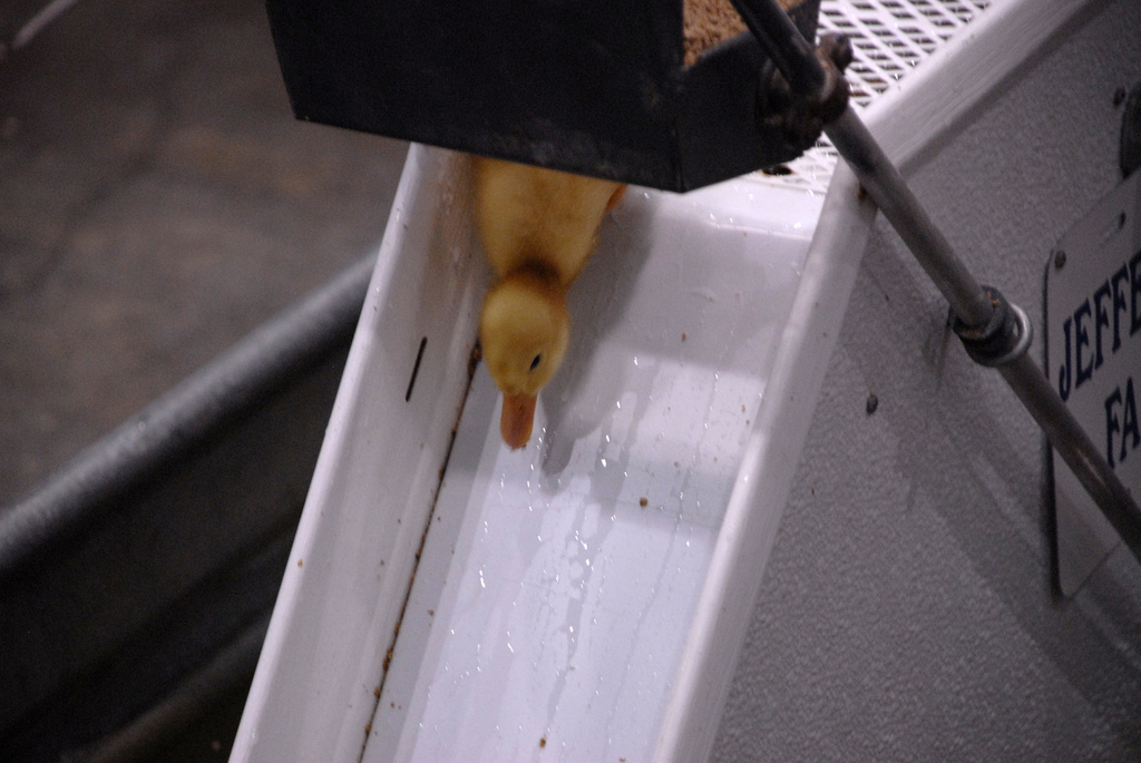 I look forward to the duckling slide all year. 