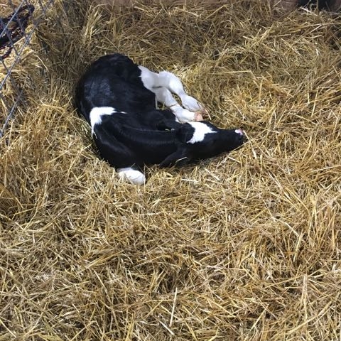 Calf at Maryland State fair