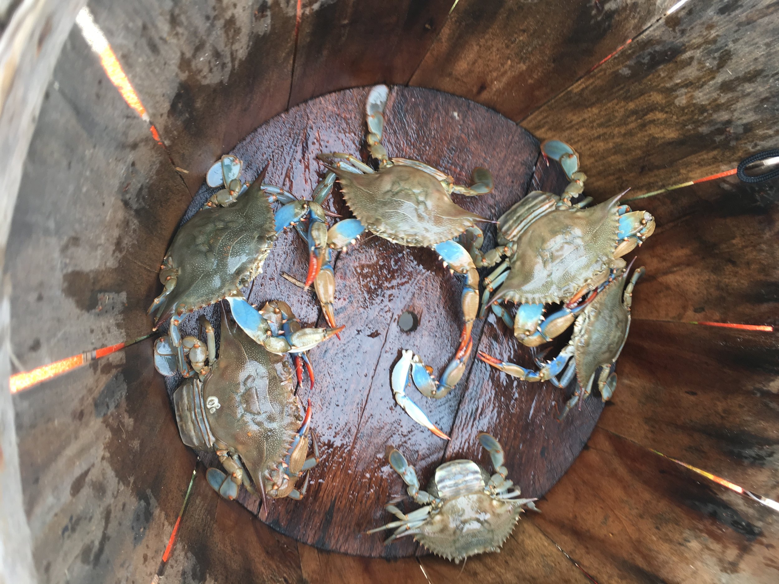 In early August, I finished Kitchen Confidential and caught a laughable amount of blue crab in Norfolk.