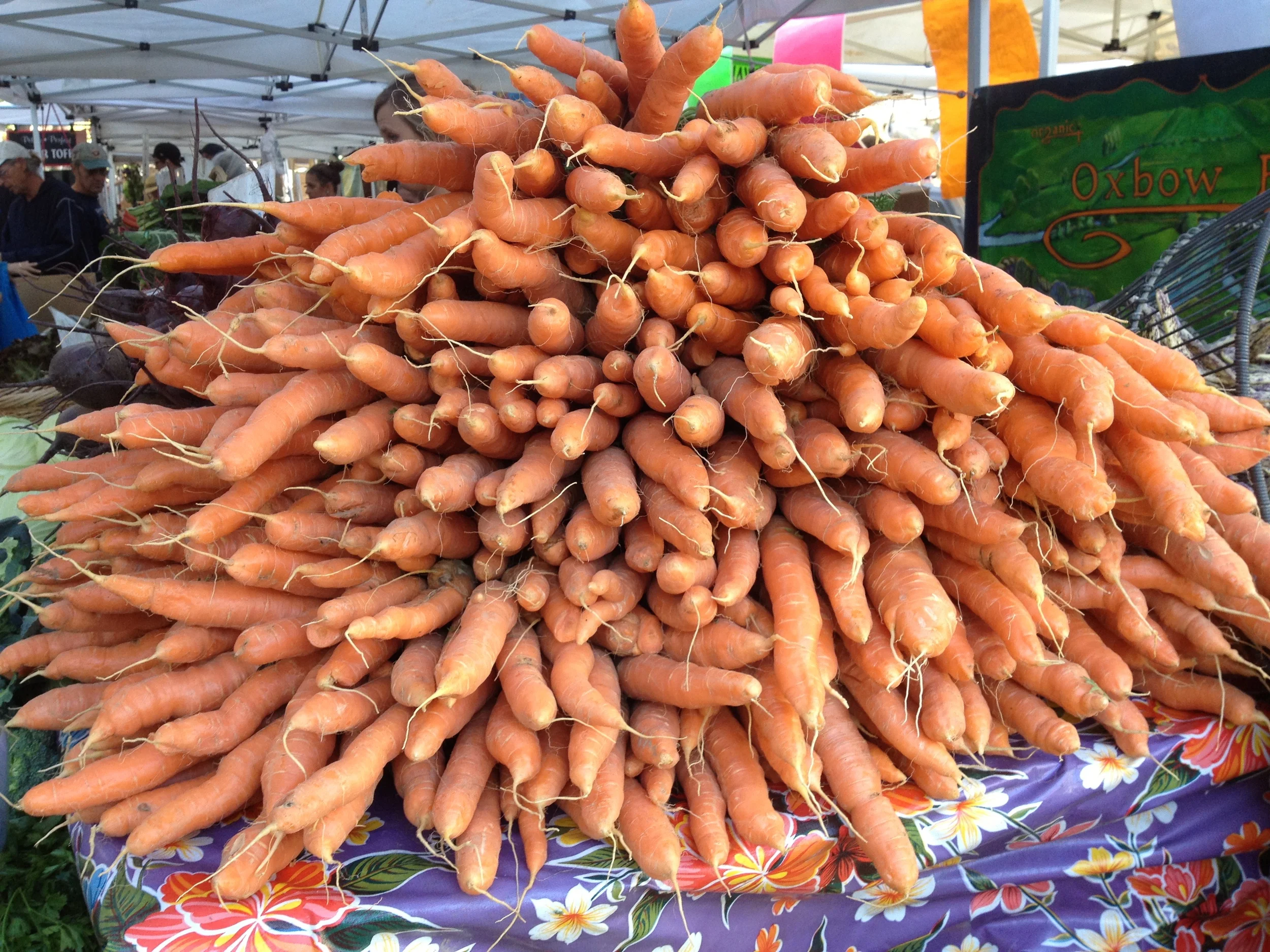 A genetically pure brace of "Thrussock Knave" carrots.