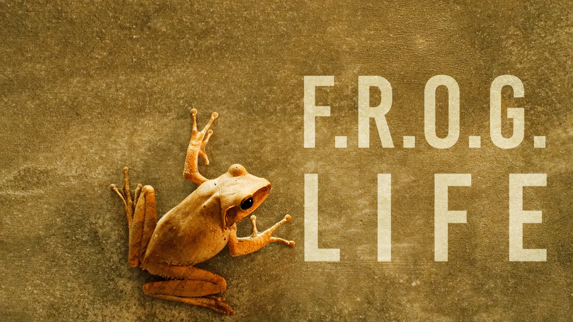 frogannouncement.jpg