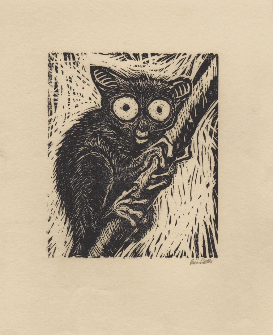Tarsier-tan-scan.jpg
