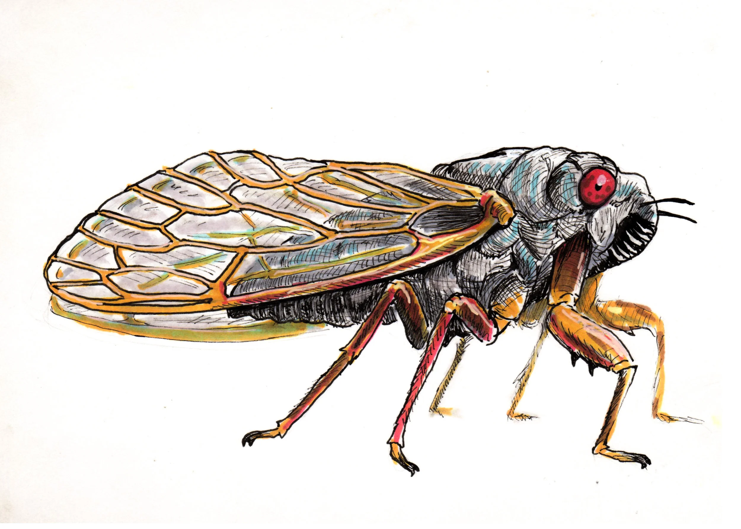 day20-cicada.jpg