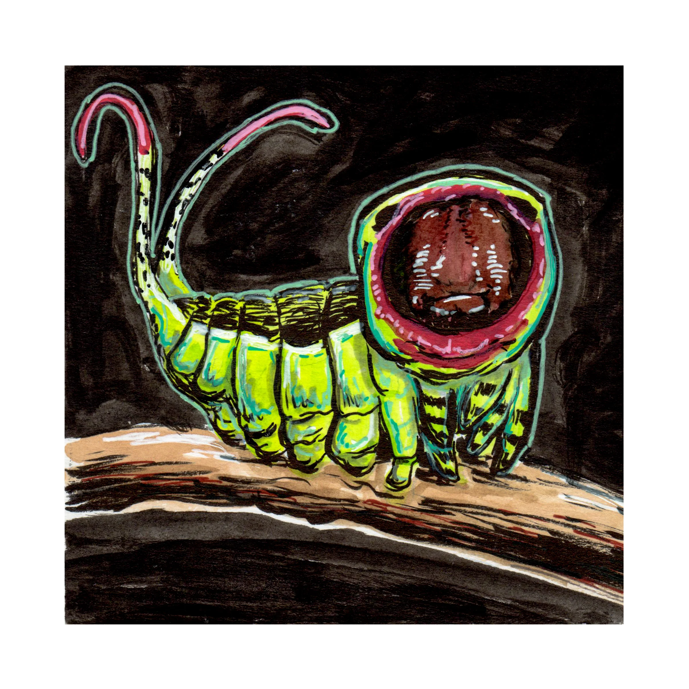 day04-pussmoth.jpg