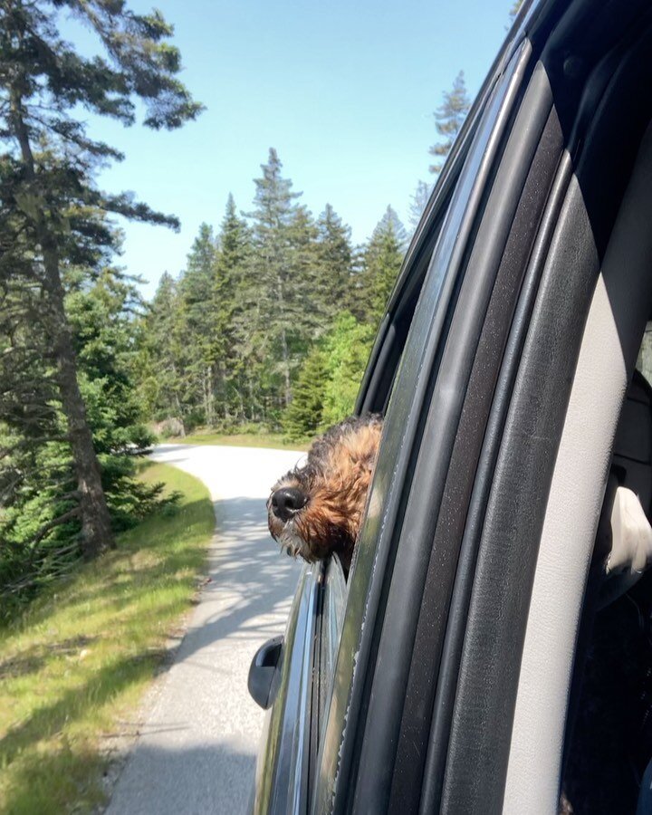 No filter here, just pure puppy joy - Bernie&rsquo;s first summer drive through Schoodic 🐕&zwj;🦺🏞️

#maine #summer #bernedoodle #puppy #joy #yourewelcome #family #fun #hiking #downeast #schoodic #acadia #studybreak #dayoff #operasingersofinstagram