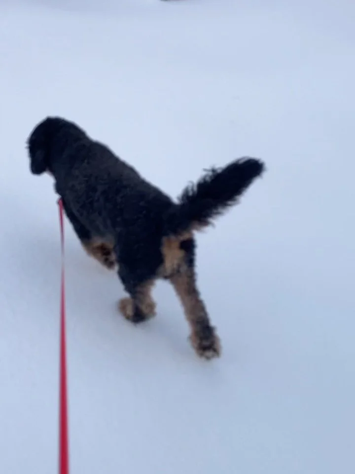 After a bit of study and some admin/writing work it was time to go out- Bernie&lsquo;s 👏 time 👏 to 👏 shine. Enjoy some snowy Bernedoodle joy for your snow day socials. Someone is pooped (me. It&rsquo;s me). #Bernedoodle #energyfordays #clumsy #sto