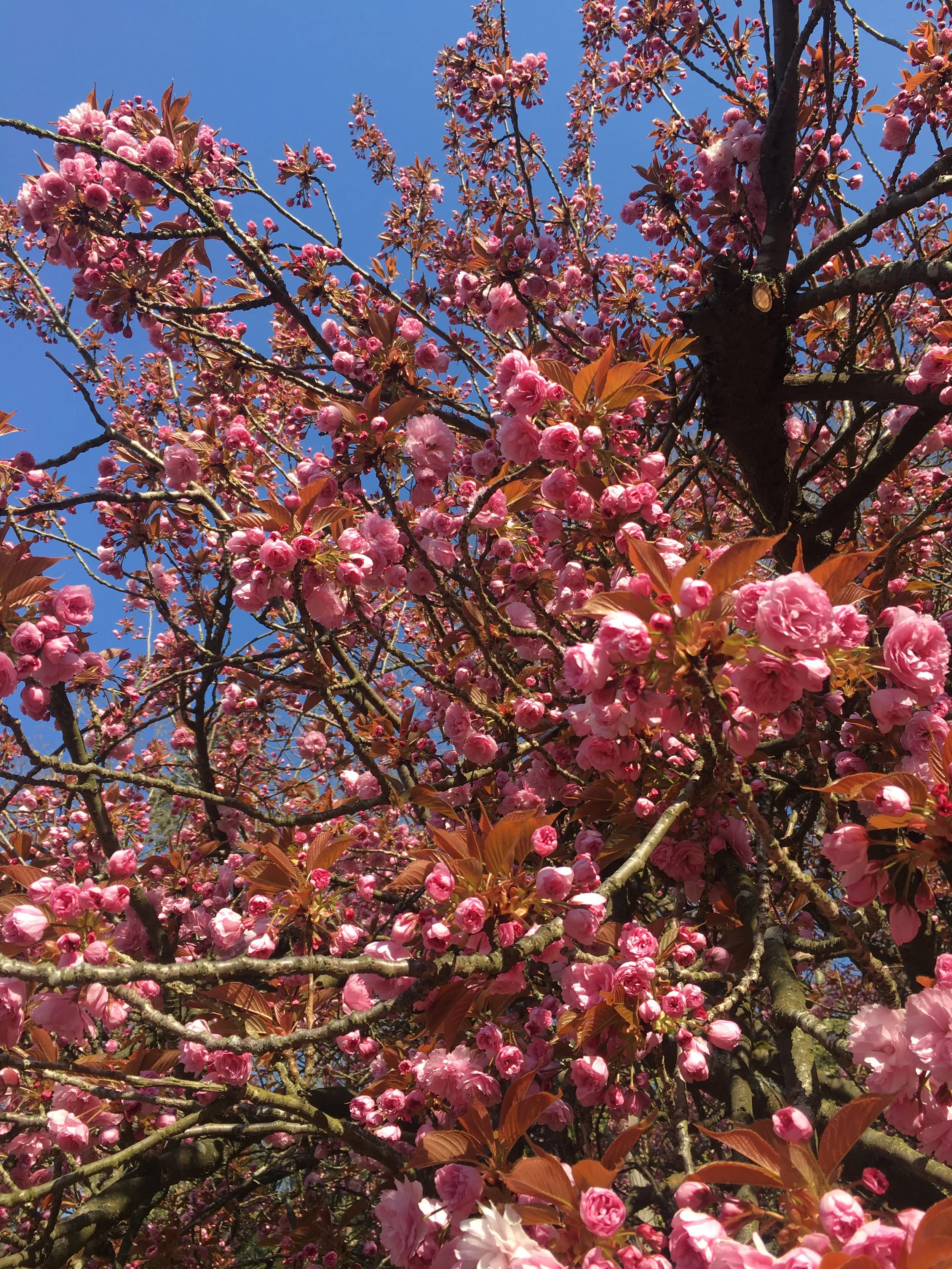 Equilibre et Efflorescence -  ménopause harmonieuse vers une nouvelle floraison 🌷