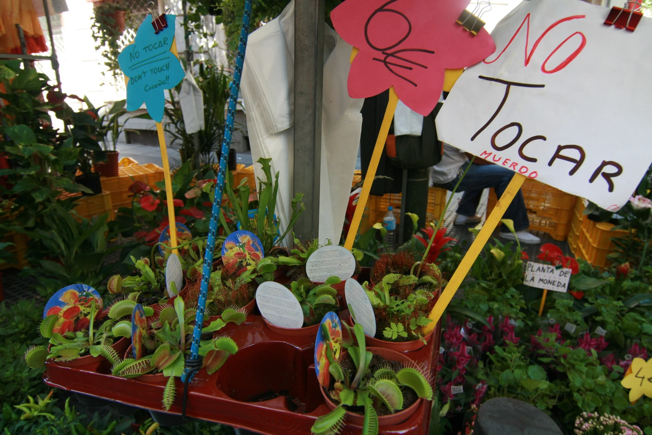 Because touching the venus fly-trap is everyone's first instinct?