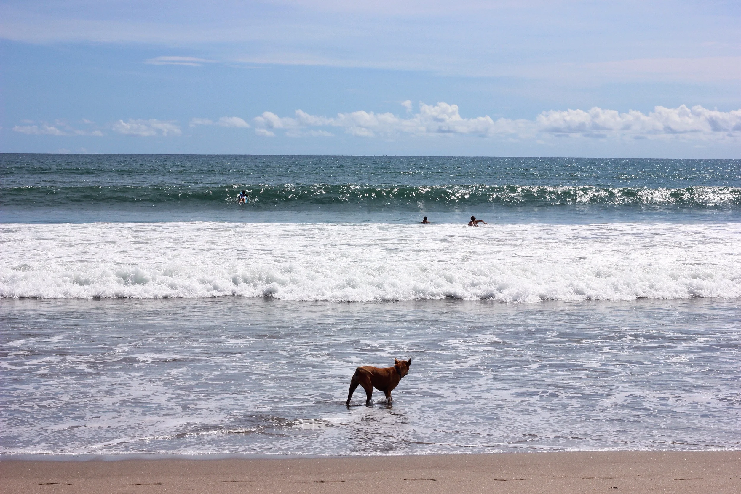 Dog watches his owner's kids surfing.