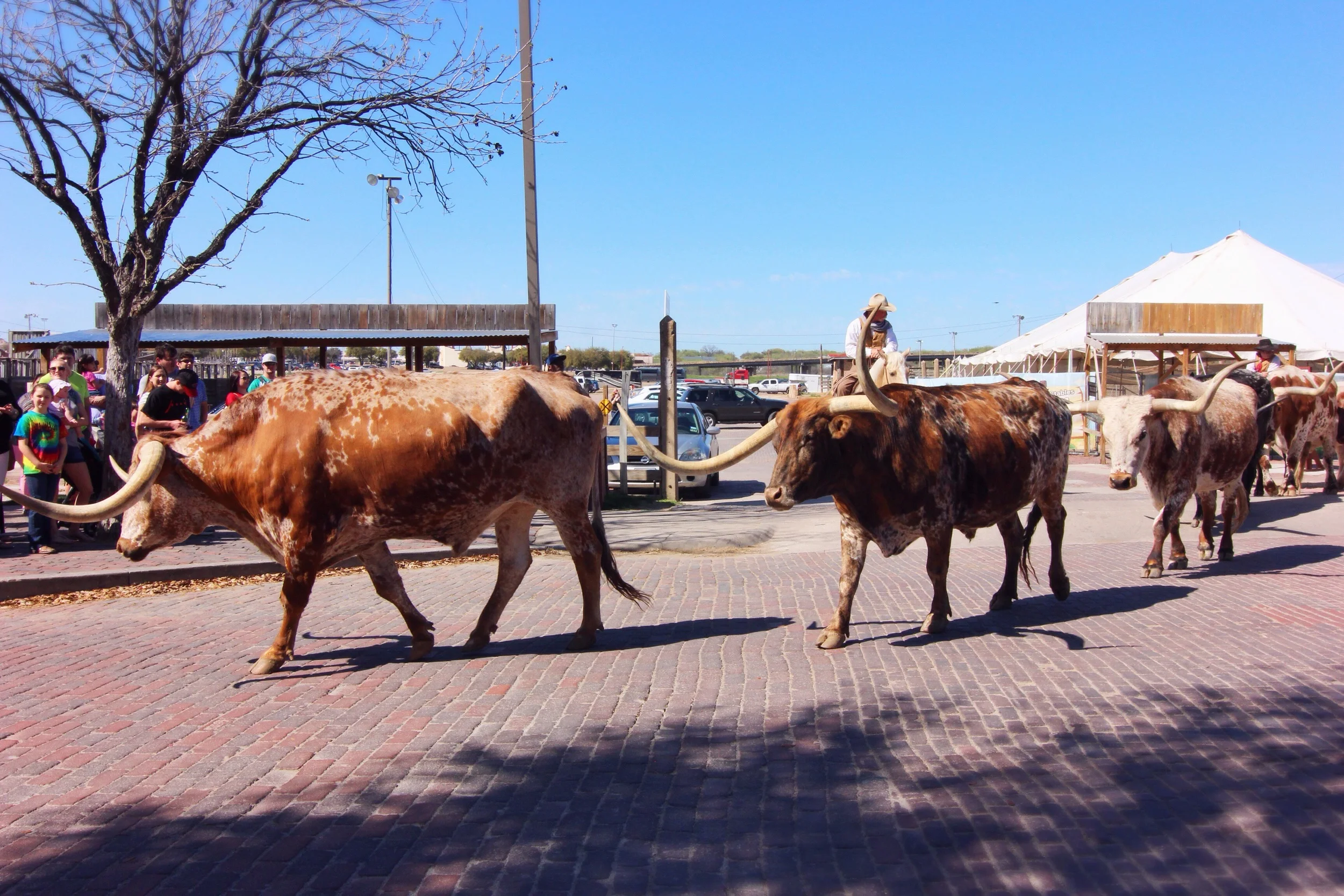 Cattle "run" at the historic Stockyards in Forth Worth.