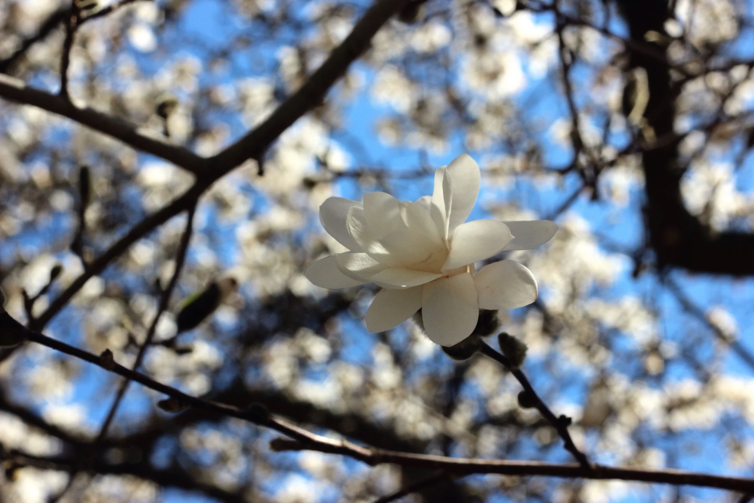 Faux cherry blossom.