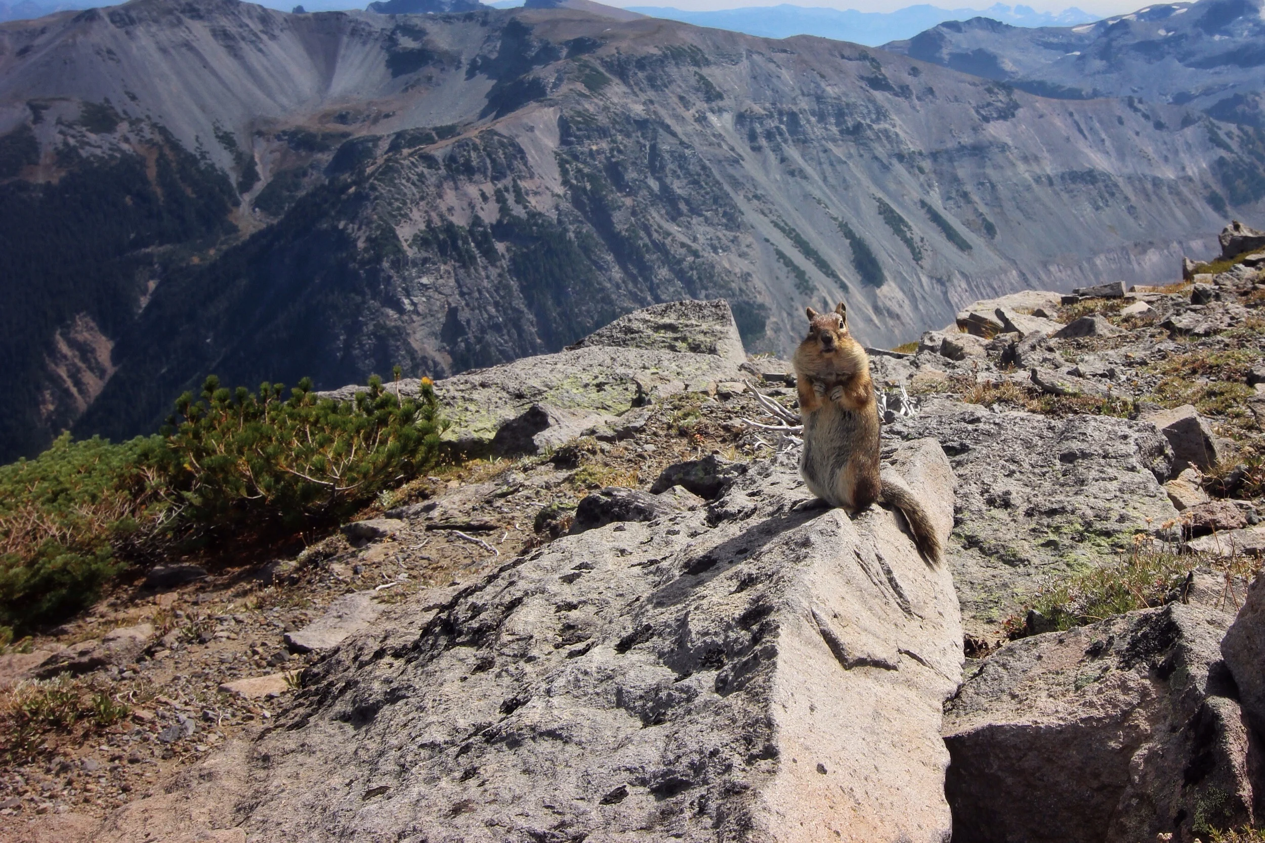 Chubby chipmunk.