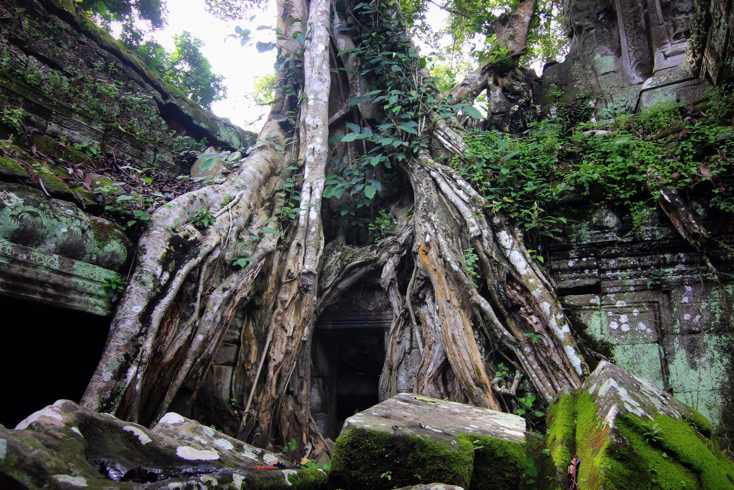 Ta Prohm.
