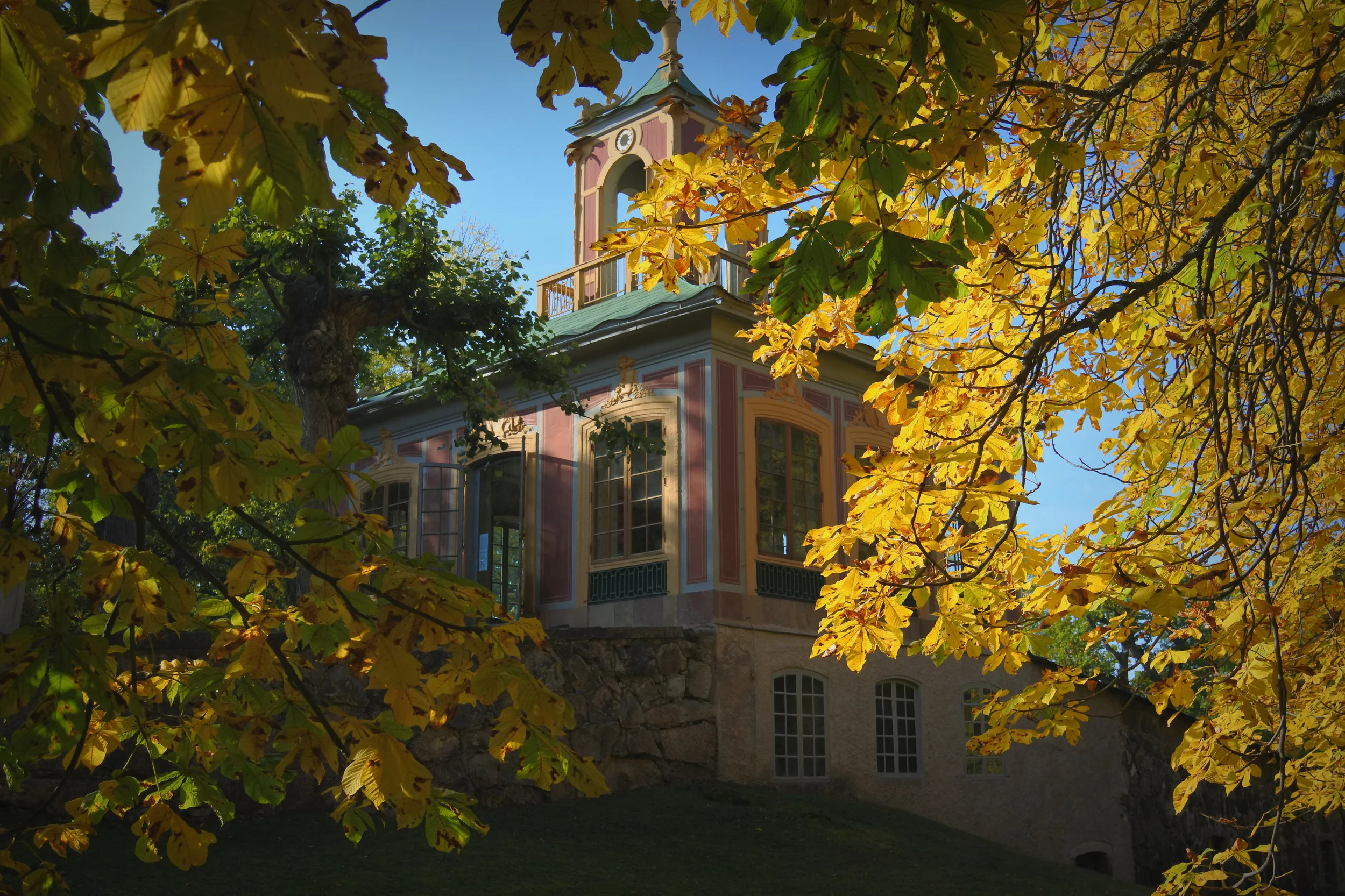 Foliage.