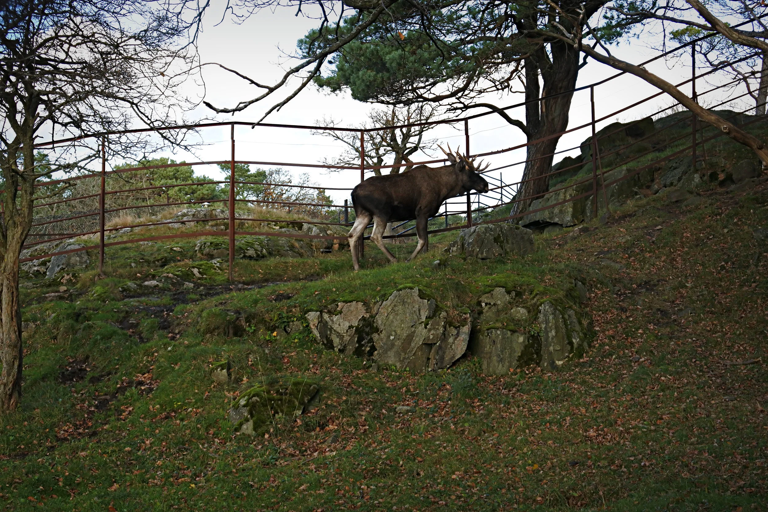 One of two resident moose at Slottskogen. According to signs his name is Mooses.