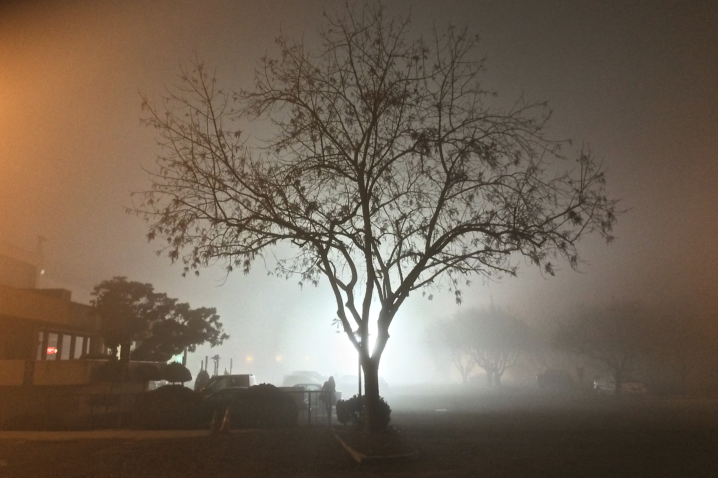 fog_Bee_tree.jpg