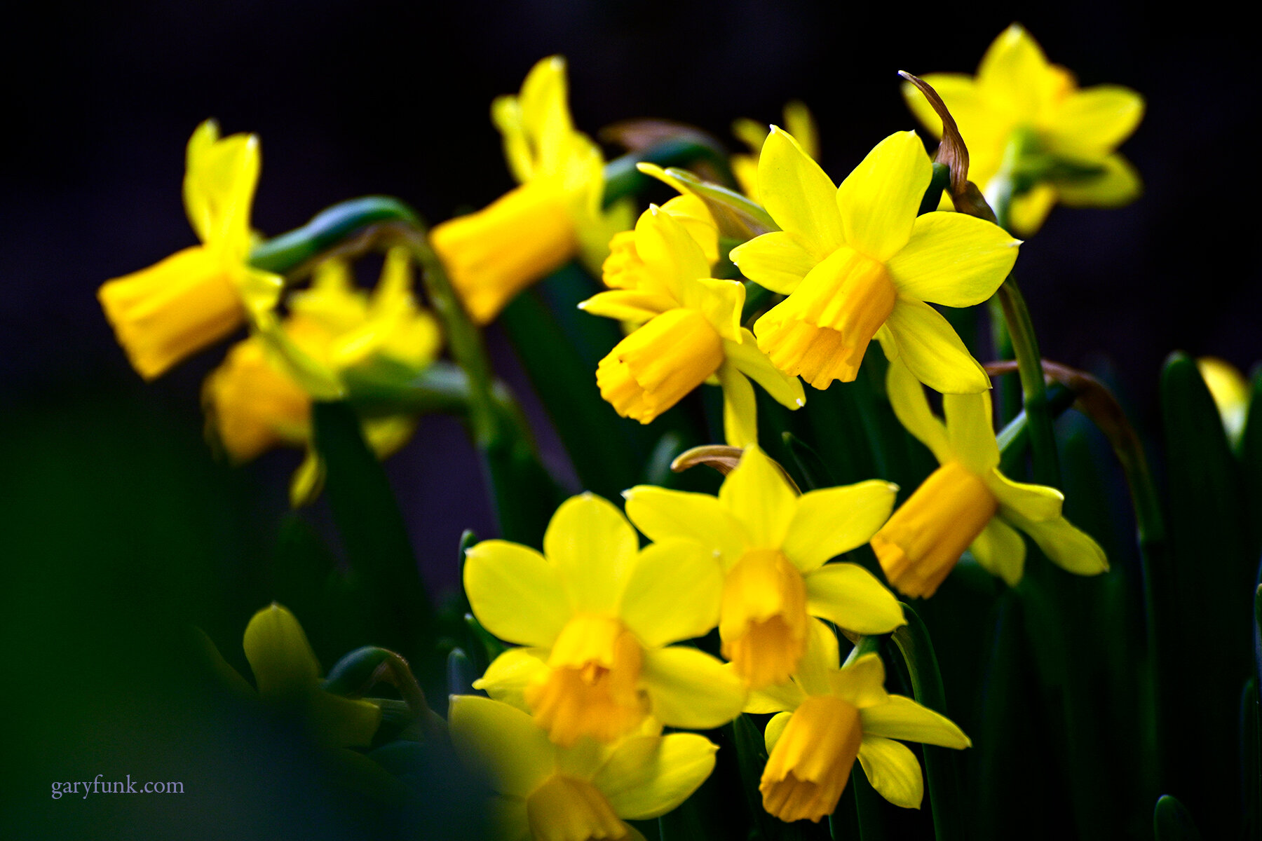 Daffodils 