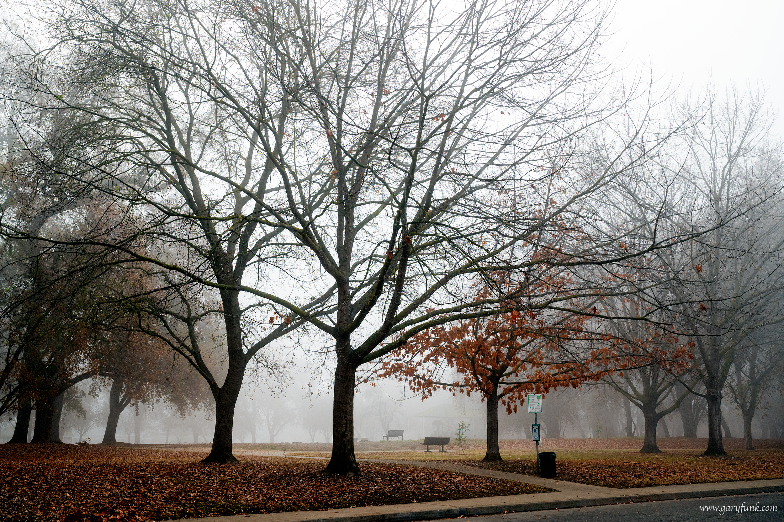 Foggy Marriott Park