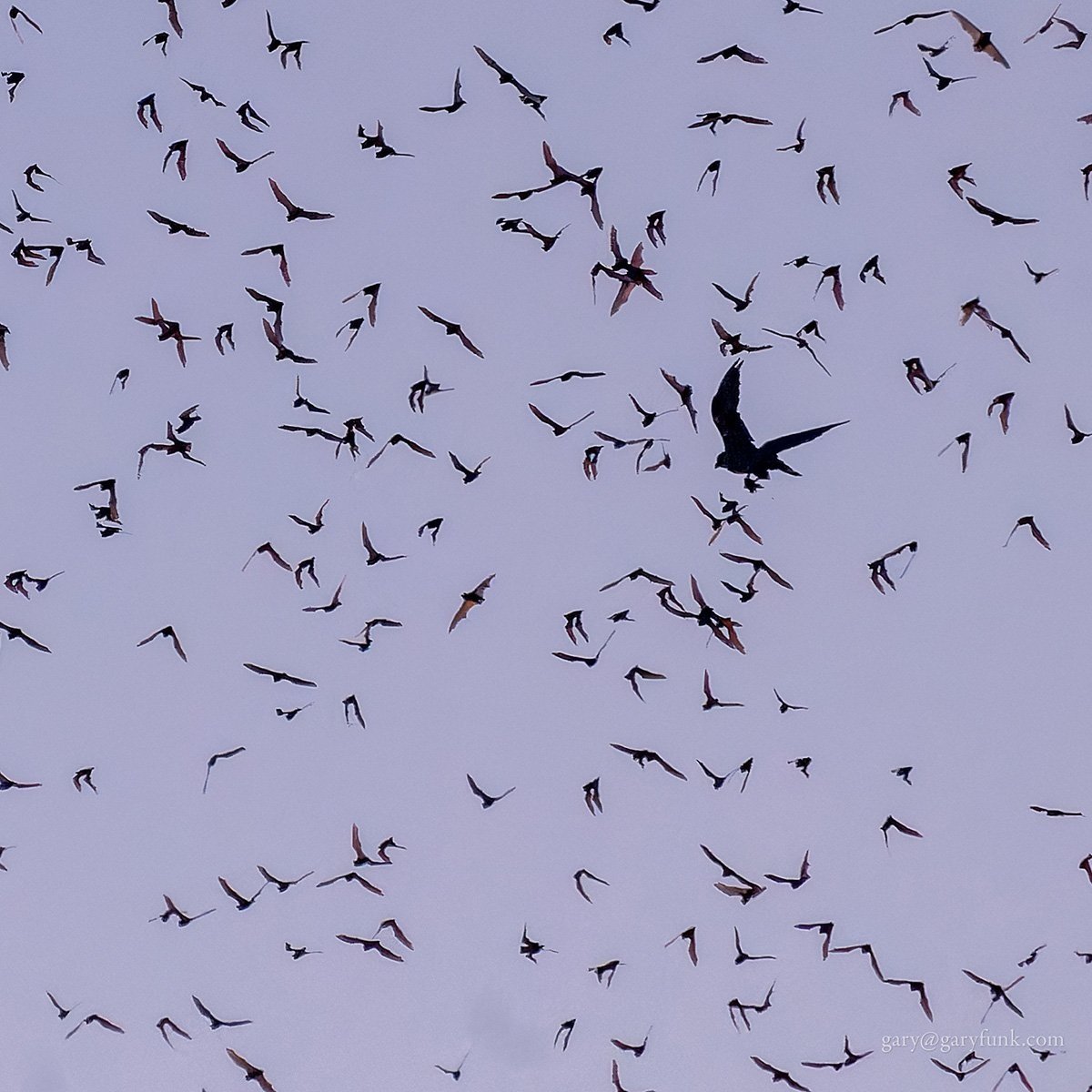 Dining on bats in Yolo County