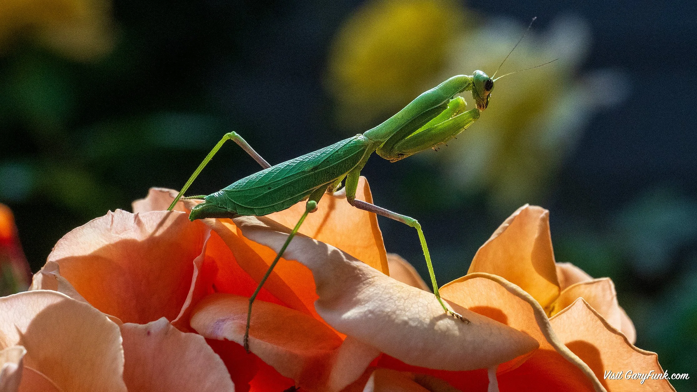 Praying Mantis