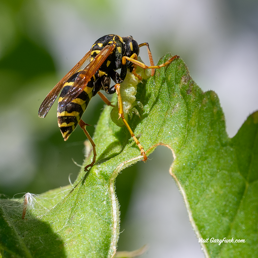 Paper wasp feeds on tomato worm