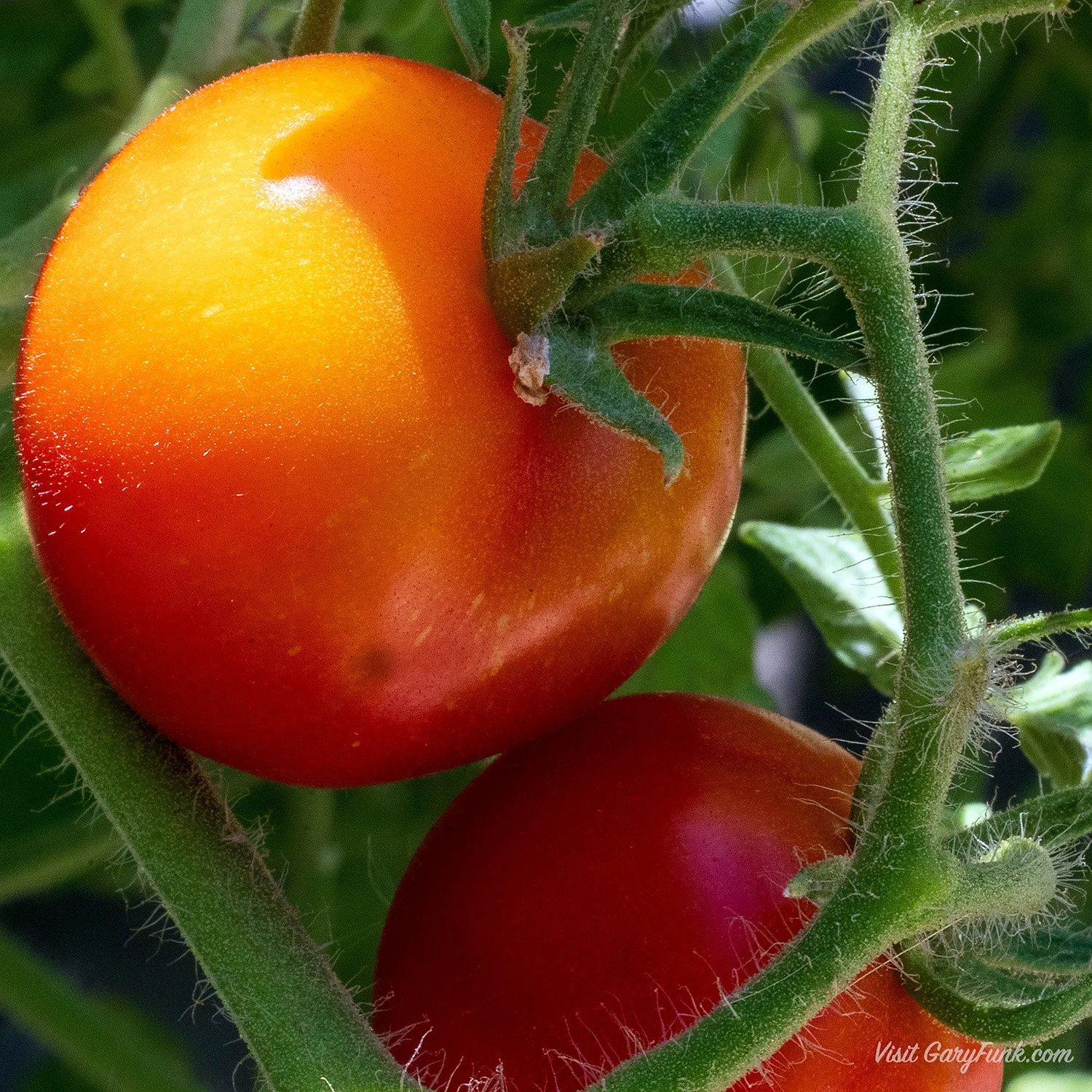 Hairy tomatoes