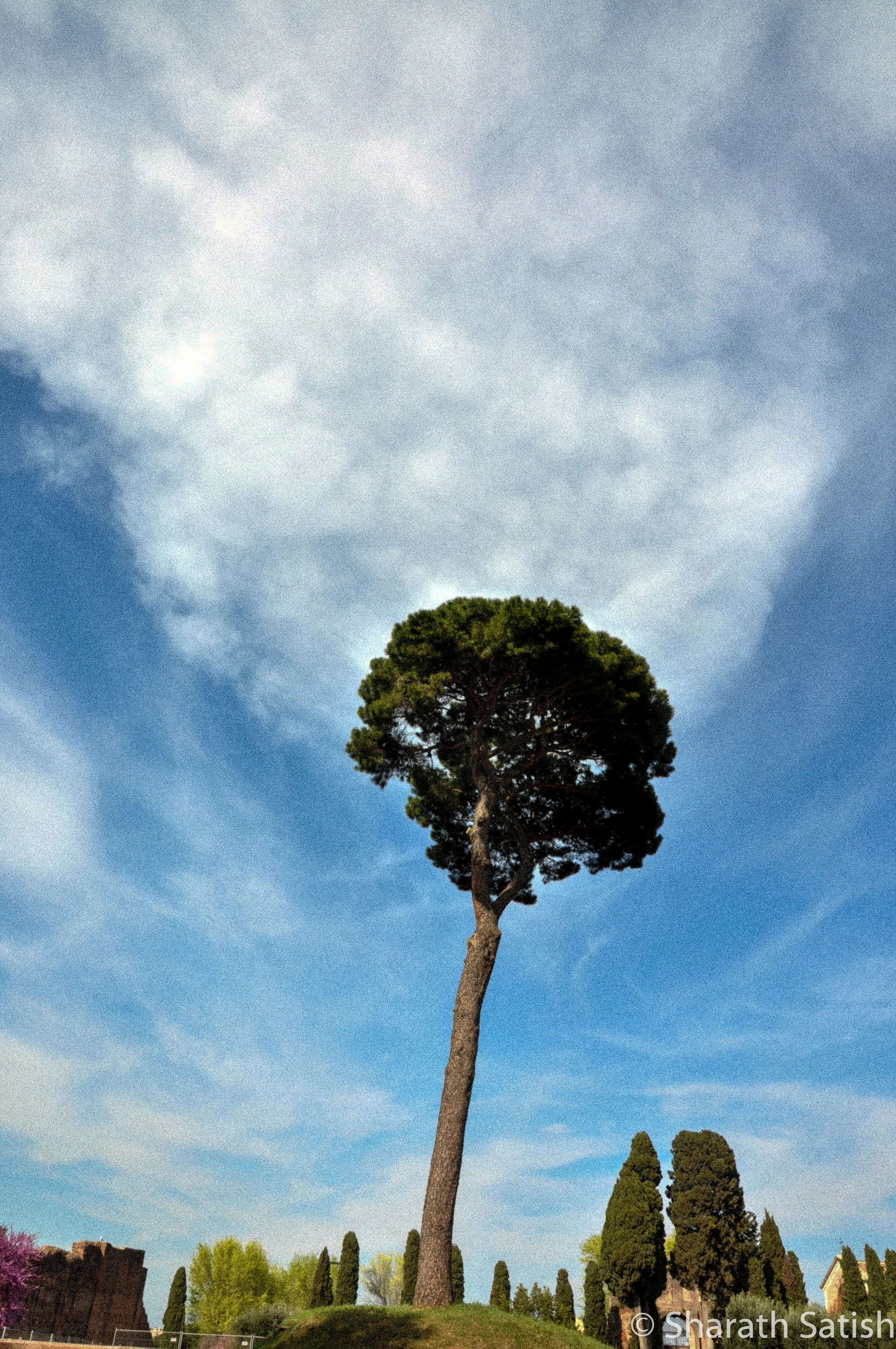 A smoking tree on Palatine Hill. Not a permanent exhibit. :)