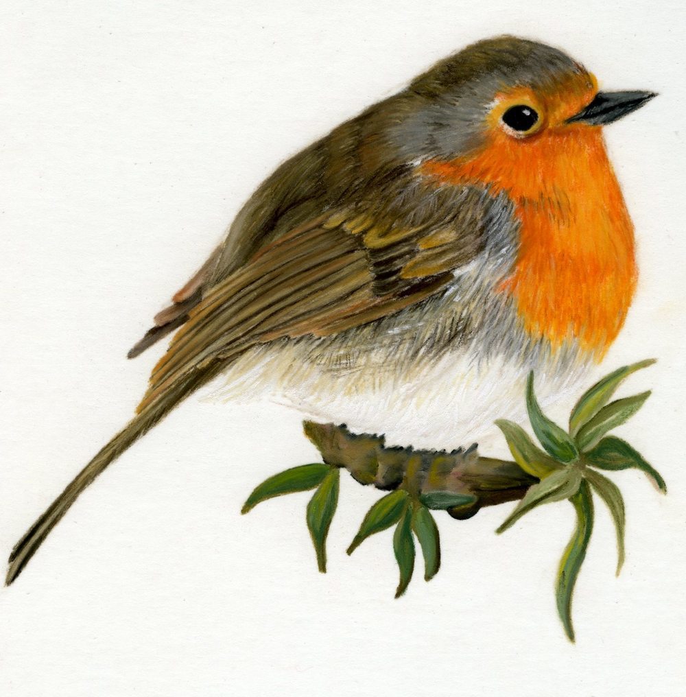 christmasrobin2012.jpg