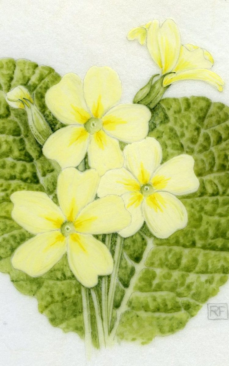 primroses.jpg