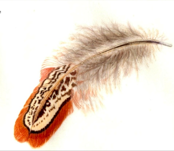 feather2 2.jpg