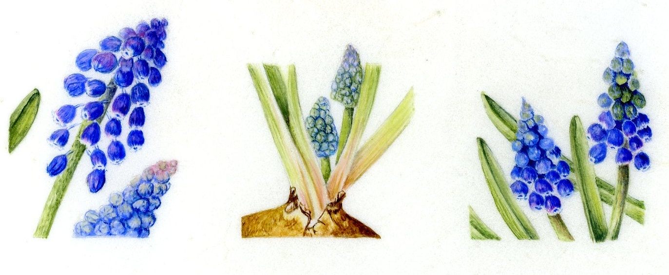 muscari.jpg