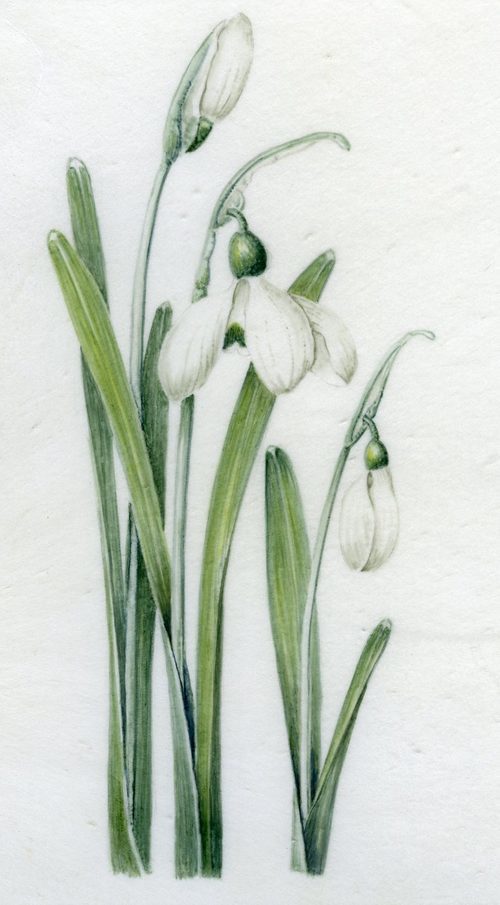 snowdrops.jpg